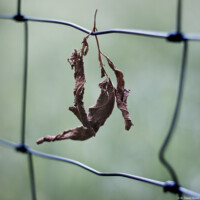 Blatt in einem Maschendrahtzaun Fotografie Bildbearbeitung Daniel Kirsten Portrait Dresden Herbst