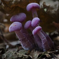 Daniel Kirsten Hochzeitsfotografie Dresden Pilze