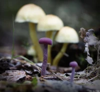 Daniel Kirsten Hochzeitsfotograf Portrait Dresden Pilz Wald