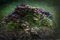 Daniel Kirsten Hochzeitsfotograf Dresden Pilz Pilze