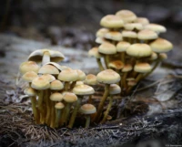 Daniel Kirsten Hochzeitsfotografie Dresden Pilz Pilze