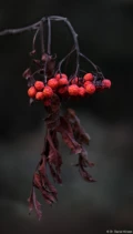 Daniel Kirsten Fotograf Hochzeitsfotograf Hochzeitsfotografie Landschaft Herbst Rote Beeren Vogelbeeren