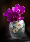 Hochzeitsfotografie Dresden Fotograf Orchidee Blume Blüte Blumenvase