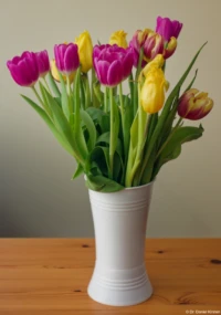 Ein recht simples Foto mit indirektem Aufsteckblitz. Meyer Görlitz Domiplan 50mm f/2.8 Blumenstrauß Blume Pflanze Tulpe Tulpen