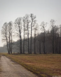 Bäume im Dunst. Meyer Görlitz Domiplan 50mm f/2.8 Spreewald Bäume Radtour