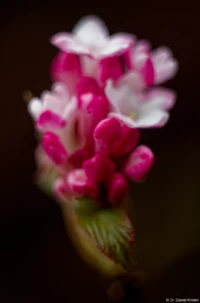 Meyer Görlitz Domiplan 50mm f/2.8 Makro Blüte Pflanze