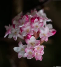 Meyer Görlitz Domiplan 50mm f/2.8 Makro Blüte Pflanze