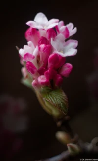 Meyer Görlitz Domiplan 50mm f/2.8