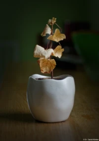 Meyer Görlitz Domiplan 50mm f/2.8