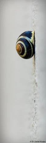 Daniel Kirsten Hochzeitsfotograf Schnecke Makro