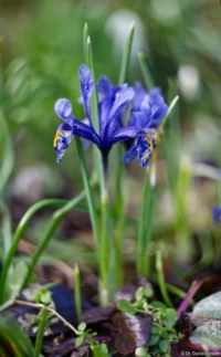Helios-44M Helios Helios-44 58mm Blaue Blume Frühling