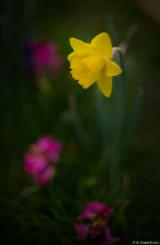 Am Anfang mussten die Osterglocken herhalten. Pentax Asahi Super Takumar 50mm 1.4 Blüte Osterglocke 8-element Dresden