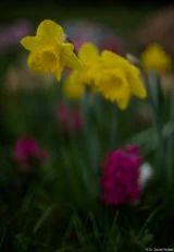 Pentax Asahi Super-Takumar 50mm f/1.4 Blüten Osterglocken Hochzeitsfotograf