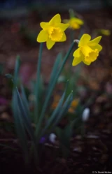 Pentax Asahi Super Takumar 50mm 1.4 Blüten Osterglocke Bokeh Hochzeit