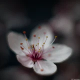 Mit Zwischenringen sind sehr schöne Makroaufnahmen mit wundervollen Halo-Effekten möglich. Pentax Asahi Super Takumar 50mm 1.4 Blüte Makro Hochzeit Dresden