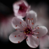 Pentax Asahi Super Takumar 50mm f/1.4 Blüten Makro Hochzeit Fotograf