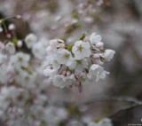 Pentax Asahi Super-Takumar 50mm 1.4 Blüte Kirsche Fotograf Dresden Johannstadt