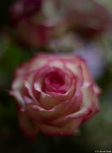 Pentax Asahi Super-Takumar 1.4/50 Blüte Rose zart Makro Dresden Johannstadt