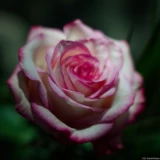 Pentax Asahi Super Takumar 50mm f/1.4 Blüte Rose zart Hochzeitsfotograf Fotograf