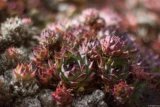 Sempervivum an einer Mauer in Oeglitzsch. Überwältigendes Bokeh (f/1.4 am APS-C-Sensor der 70D). Pentax Asahi Super Takumar 50mm f/1.4 Frühling Sempervivum Bokeh Hochzeitsfotograf