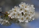 Blühender Obstbaum in der Saaleaue zwischen Weißenfels und Naumburg. Pentax Asahi Super-Takumar 1.4/50 Blüten Frühling Hochzeit 8-element