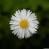 Pentax Asahi Super Takumar 50mm f/1.4 Blüte Gänseblümchen