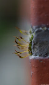 Pentax Asahi Super-Takumar 50mm 1.4 Moos Mauer Johannstadt