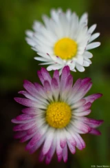 Pentax Asahi Super-Takumar 1.4/50 Blüten Gänseblümchen Hochzeitsphotographie