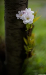 Blüten bei f/2.0 am Vollformat. Pentax Asahi Super Takumar 50mm 1.4 Apfelblüten Hochzeit Fotograf Johannstadt