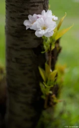 f/2.8 Pentax Asahi Super-Takumar 50mm f/1.4 Blüten Baumstamm Dresden
