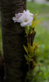 Bei f/4.0 kann man keinen speziellen Charakter mehr erkennen. Pentax Asahi Super Takumar 50mm 1.4 Blüte Stamm 8-element Fotograf