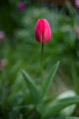 Pentax Asahi Super Takumar 50mm f/1.4 Blüte Tulpe Hochzeitsfotograph Johannstadt