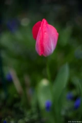 Pentax Asahi Super Takumar 50mm 1.4 Blüte Tulpe Hochzeit