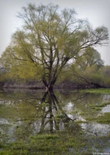 Baum bei Hochwasser. Pentax Asahi Super-Takumar 1.4/50 Hochwasser Weide Hochzeitsfotograph Johannstadt
