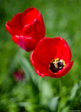 Tulpen bei f/1.4 am Vollformat. Pentax Asahi Super-Takumar 50mm f/1.4 Blüten Tulpen Hochzeitsfotografie