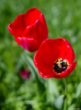 Tulpen bei f/2.0 am Vollformat. Pentax Asahi Super Takumar 50 1.4 Blüte Tulpe Hochzeitsfotograf Dresden