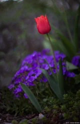 Pentax Asahi Super Takumar 50mm f/1.4 Tulpe Fotograf Dresden