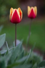 Ich habe die Konturen mit 32bit-Wavelets etwas verstärkt (f/1.4, APS-C). Pentax Asahi Super Takumar 50mm f/1.4 Tulpe 8-element Fotograf
