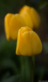f/1.4, APS-C Pentax Asahi Super Takumar 50mm 1.4 Tulpen Hochzeit Fotograf Dresden