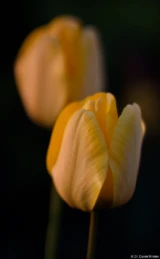 Tulpen in der Abendsonne (f/1.4, APS-C). Pentax Asahi Super-Takumar 1.4/50 Tulpe Johannstadt Hochzeitsfotograph