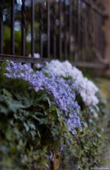 Interessantes Bokeh mit blauen Farbsäumen. Pentax Asahi Super Takumar 50mm f/1.4 Bokeh Zaun Hochzeitsfotograf