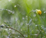 Allerdings lassen sich die Farbsäume in der Bearbeitung mit RawTherapee sehr gut korrigieren. Pentax Asahi Super Takumar 50mm f/1.4 Wiese Morgen Tau Bokeh Blume Hochzeitsfotograf Johannstadt