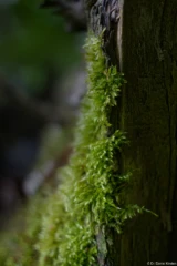 Pentax Asahi Super Takumar 50mm f/1.4 Moos Wald Holz Fotograf Freital