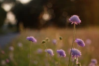 Blumen in der Abendsonne, das Seifenblasenbokeh ist deutlich zu erkennen (f/2.8 am APS-C-Sensor). Hochzeitsfotograf Gegenlicht Blumen Bokeh Bubbles Seifenblasen