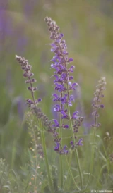Wilde Lupinen am Abend. Gegenliche Abendsonne Bokehmonster Blume Familienfotograf