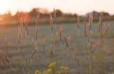 Getreide am Feldrand in der Abendsonne. Fotograf Getreide Roggen Abendsonne Hochzeit Radebeul Elbwiesen
