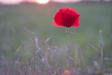 Mohnblüte bei Cossebaude im Sonnenuntergang. Pentax Asahi Super Takumar 50mm f/1.4 Bokeh Fotograf Mohn Feld Sonnenuntergang