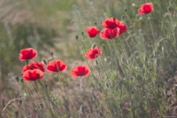 Helios-44-2 Fotograf Erotik Fotoshooting swirly bokeh Kunst Portraitfotograf Dresden Nossen Mohn