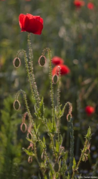 Helios-44-2 Fotoshooting Kunst Portrait Loschwitz Moritzburg Dresden Mohn Gegenlicht