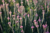 Helios-44-2 Portrait Fotoshooting Teilakt Kunst Erotik Johannstadt Dresden Nossen Bokeh